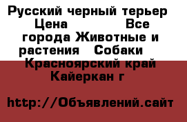 Русский черный терьер › Цена ­ 35 000 - Все города Животные и растения » Собаки   . Красноярский край,Кайеркан г.